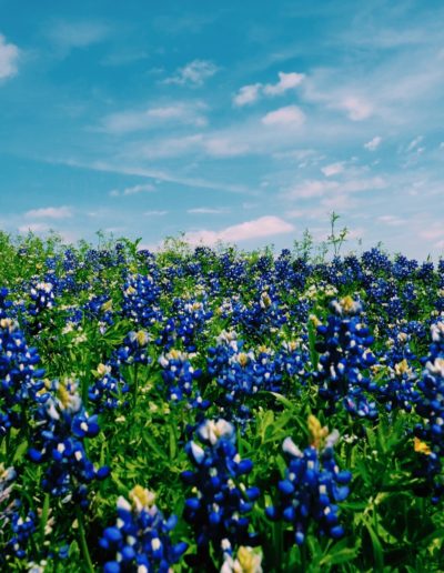 bluebonnets